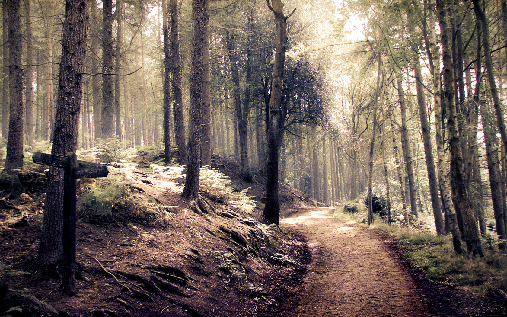 указатель, path, indie, дорога, style, forest, лес