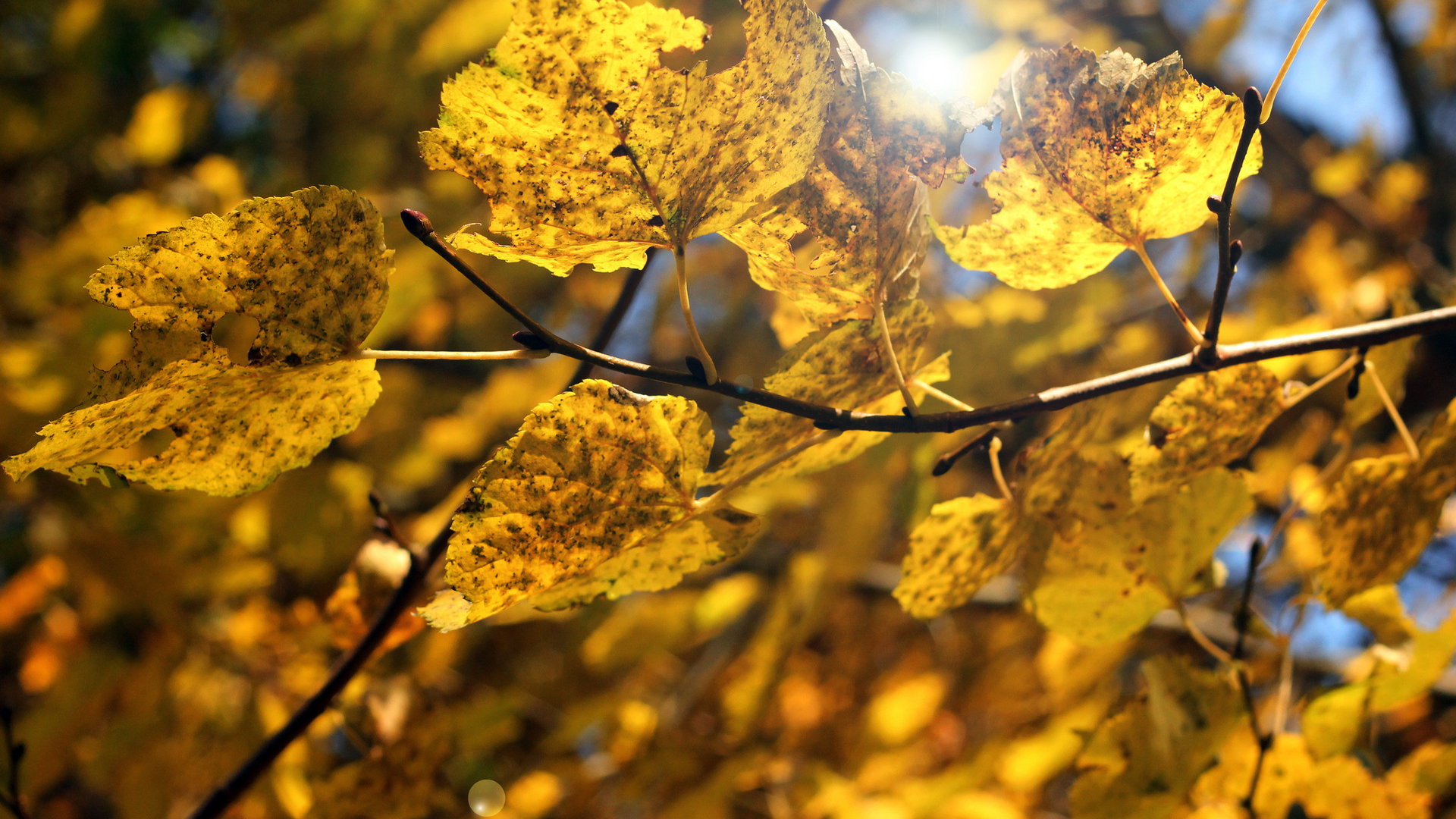 жёлтые, макро, ветка, листья, осень