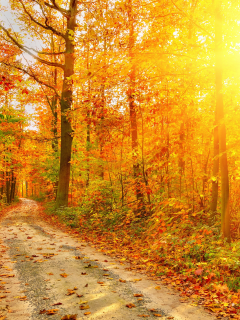 листья, осень, деревья, парк, дорога