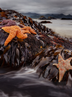 морские звёзды, водоросли, камни, вода