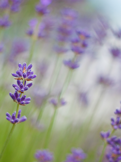 lavender, макро, сиреневые, лаванда, цветы