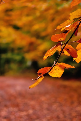 ветвь, дорога, природа, macro, осень, лес