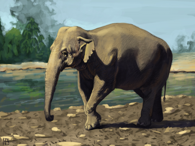 животное, слон, зелень, indian elephant, река