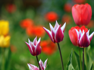 тюльпаны, растения, весна