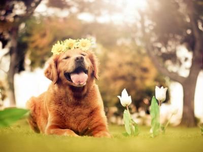 свет, цветы, друг, собака