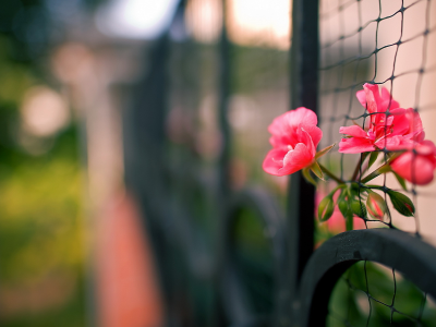 забор, макро, цветы