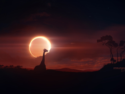 eclipse, закат, жираф, the giraffe