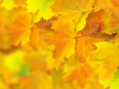 боке, осень, листья
