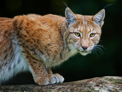 рысь, lynx, хищник, bobcat