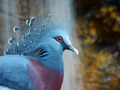 bird, венценосный голубь, victoria crowned pigeon