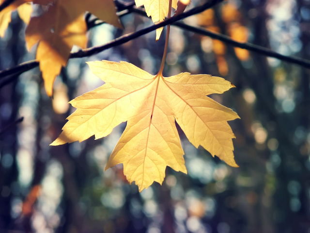 осень, лист, природа, кленовый, макро