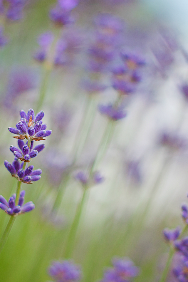 lavender, макро, сиреневые, лаванда, цветы