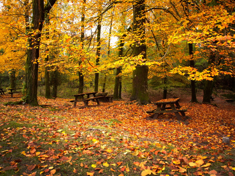деревья, лес, осень, листва, скамейки