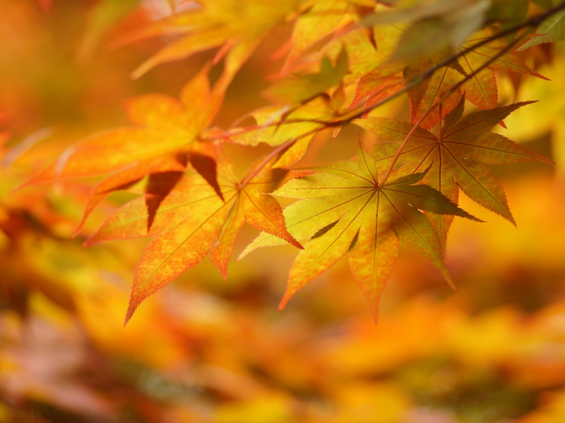 листья, макро, осень, жёлтые