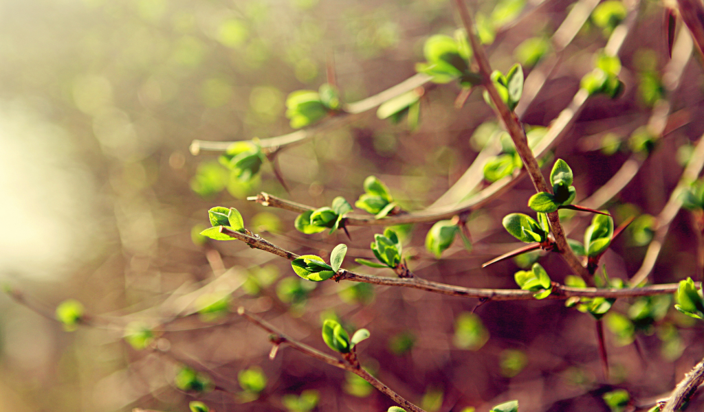 spring, макро, зелень, листья, весна, ветки
