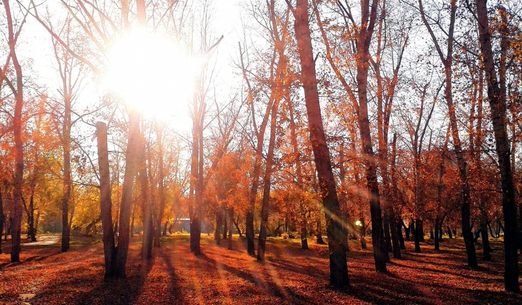 осень, омск, вечер, парк