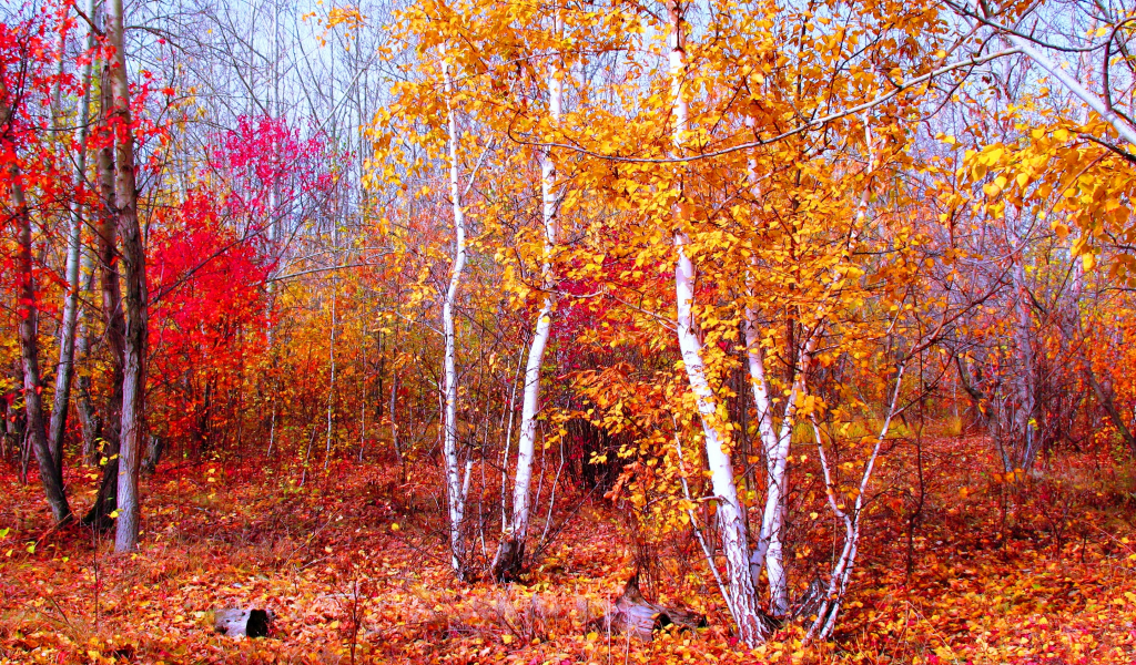 природа, лес, осень, береза, листва, красный, октярь, казахстан, кокшетау, зеренда