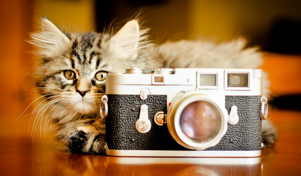 фотоаппарат, кошка, фон