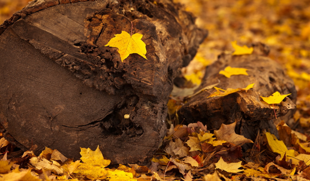 макро, дерево, листья, осень