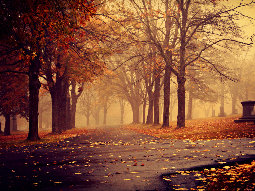 деревья, листья, парк, дорожки, осень