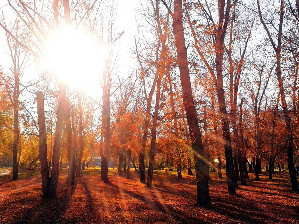 осень, омск, вечер, парк