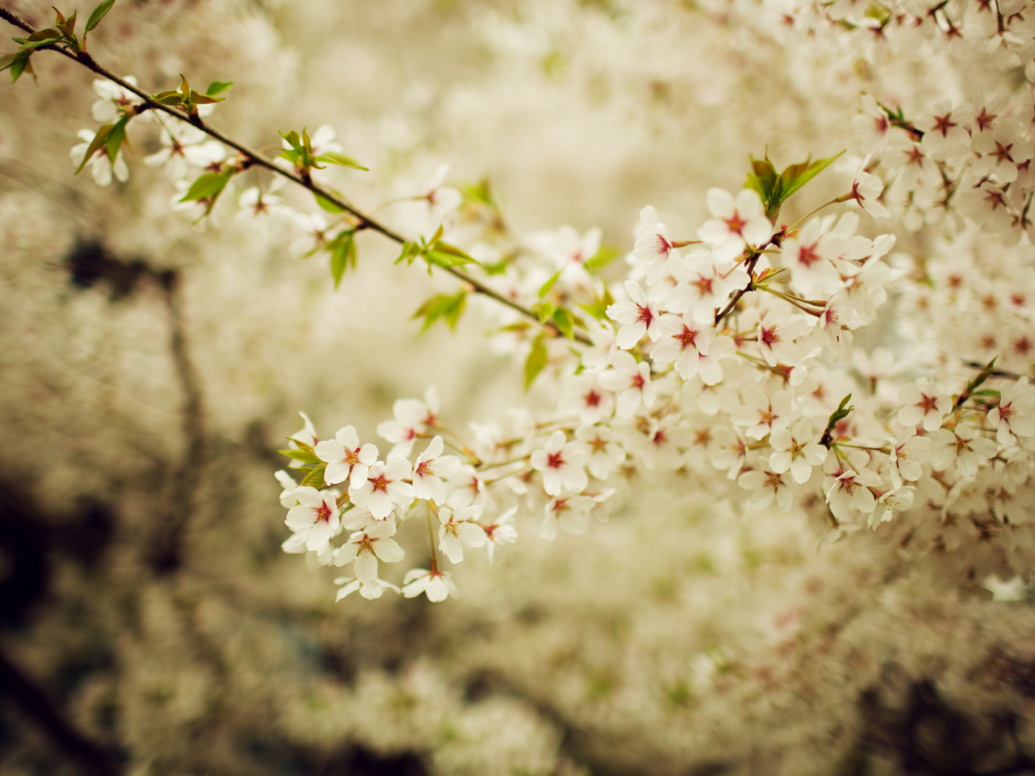 весна, сакура, природа