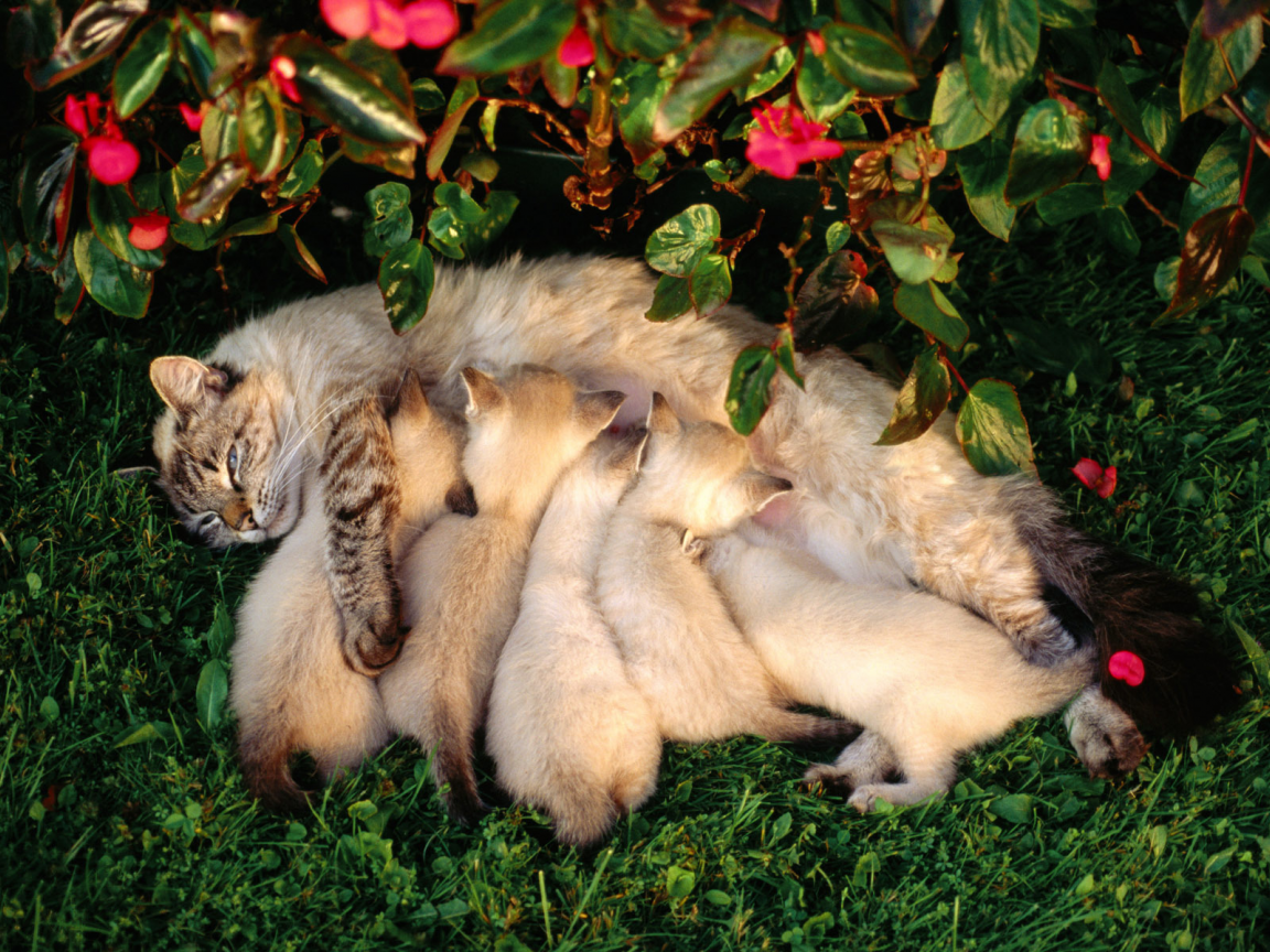 цветы, cat, кошка, котята, трава