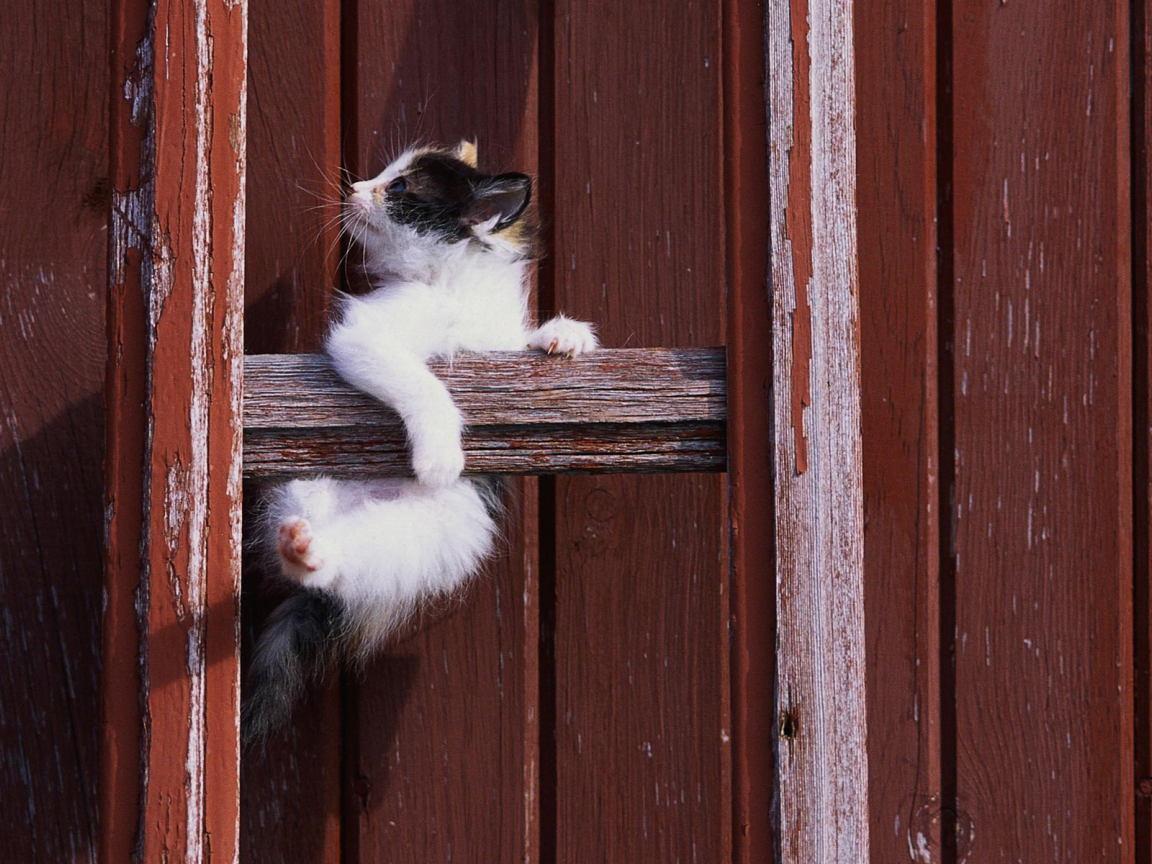 котенок, кошка, cat, кот, белый