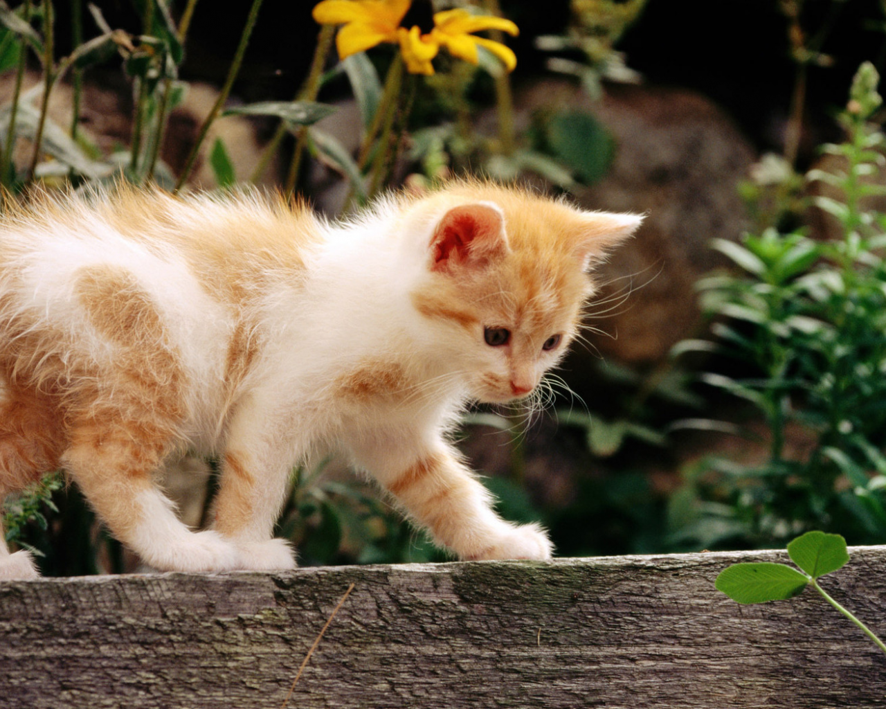 кошка, белый, кот, рыжий, котенок, cat