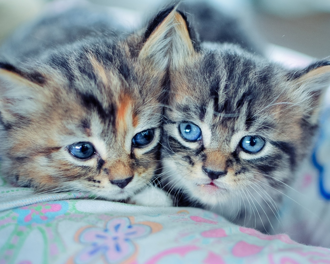 серые, два, котята, голубые глаза