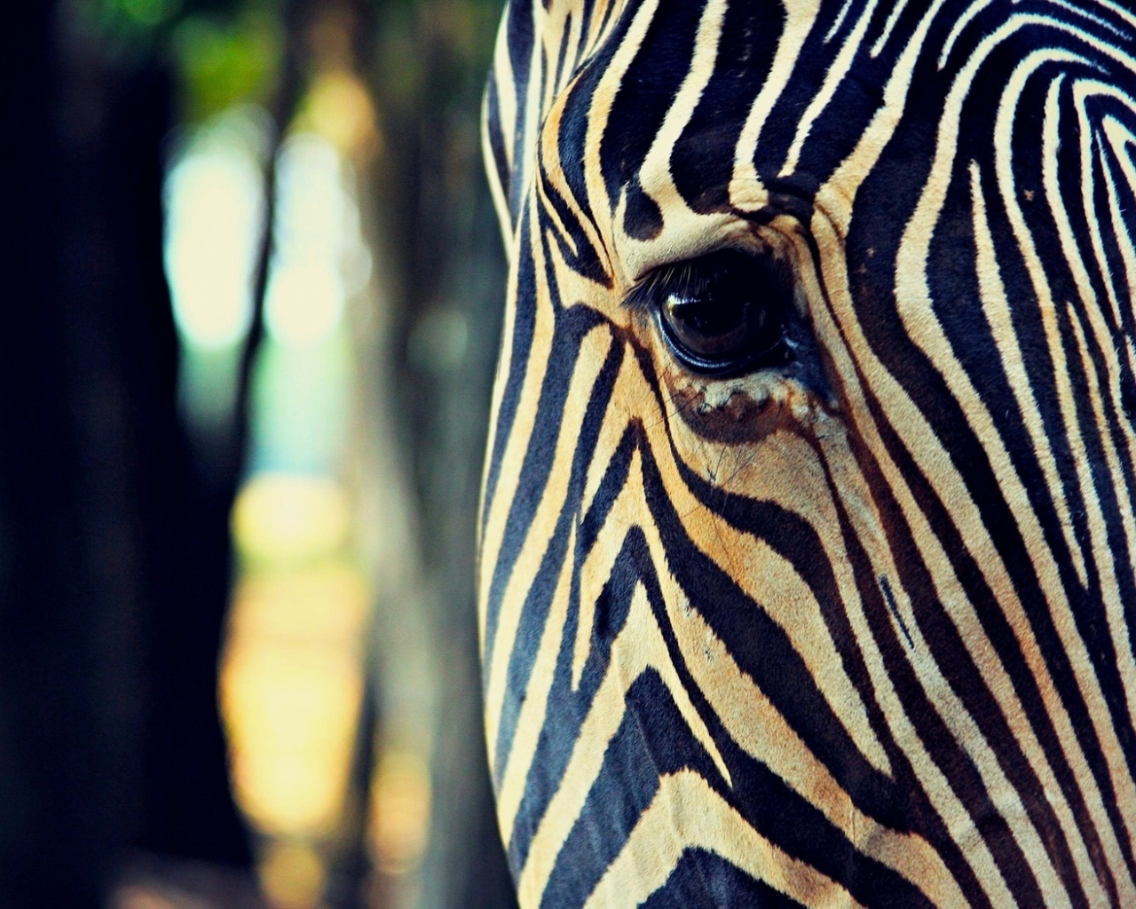 глаз, зебра, животное