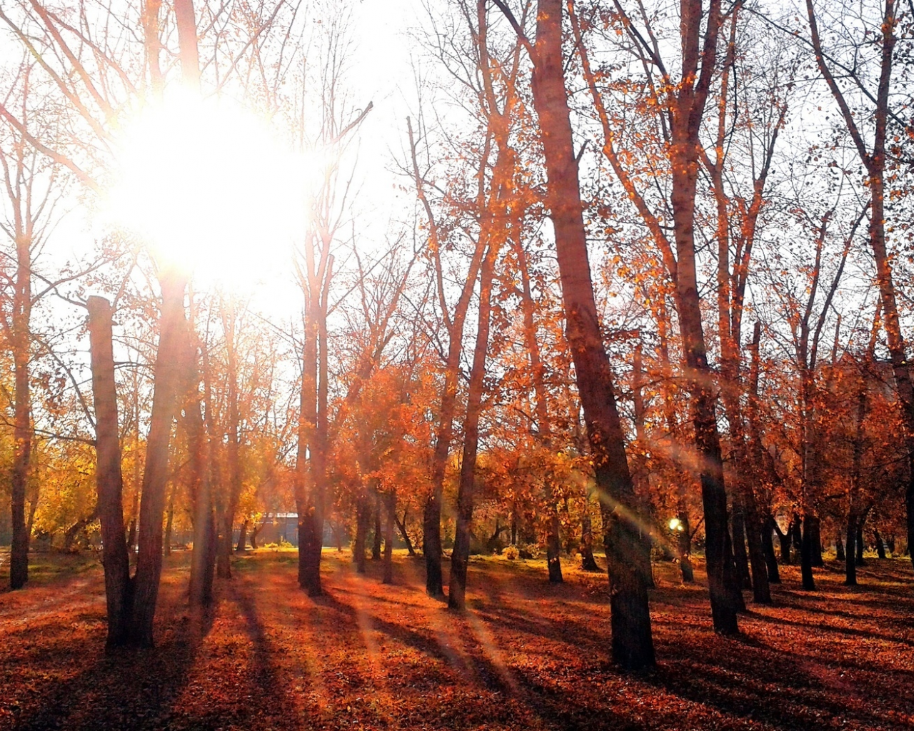 осень, омск, вечер, парк