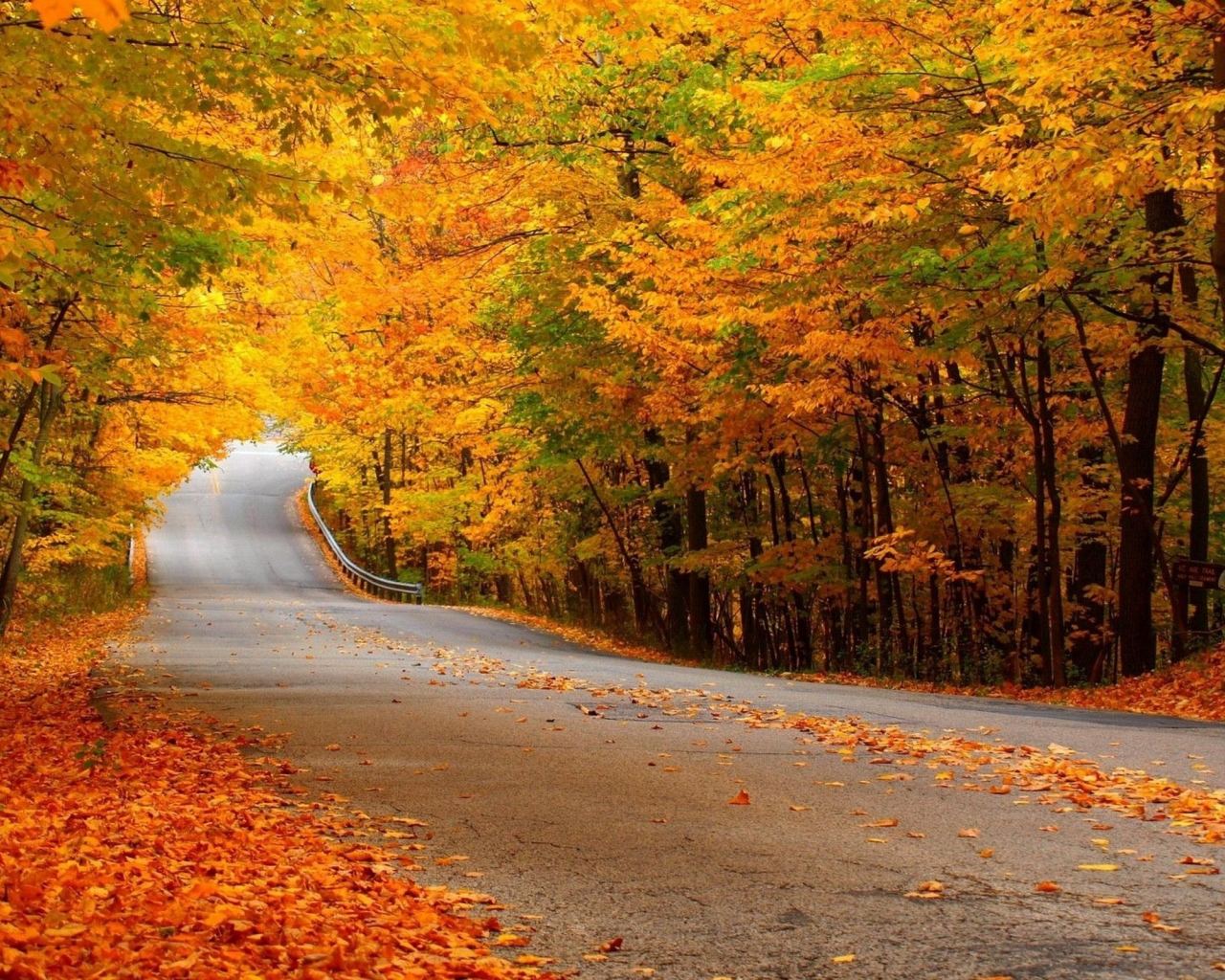 желтая листва, дорога, лес, осень