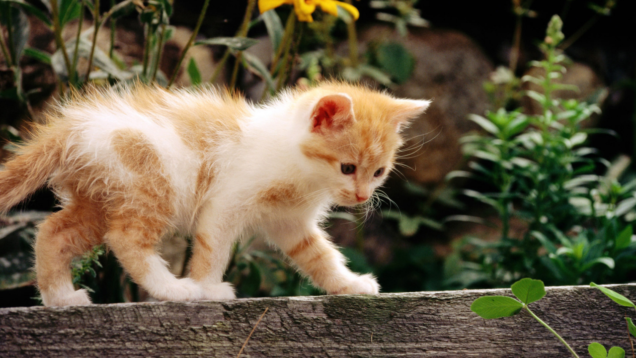 кошка, белый, кот, рыжий, котенок, cat