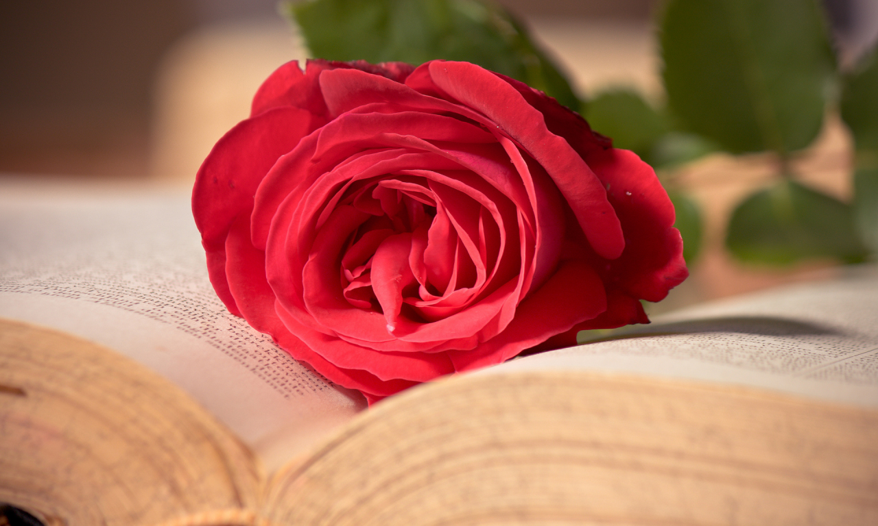 розовая, цветок, роза, книга, красная