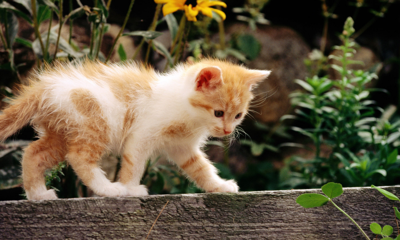 кошка, белый, кот, рыжий, котенок, cat