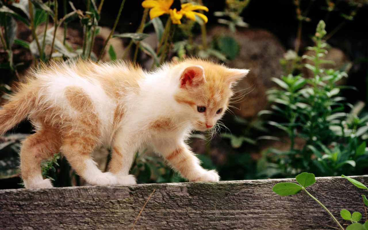 кошка, белый, кот, рыжий, котенок, cat