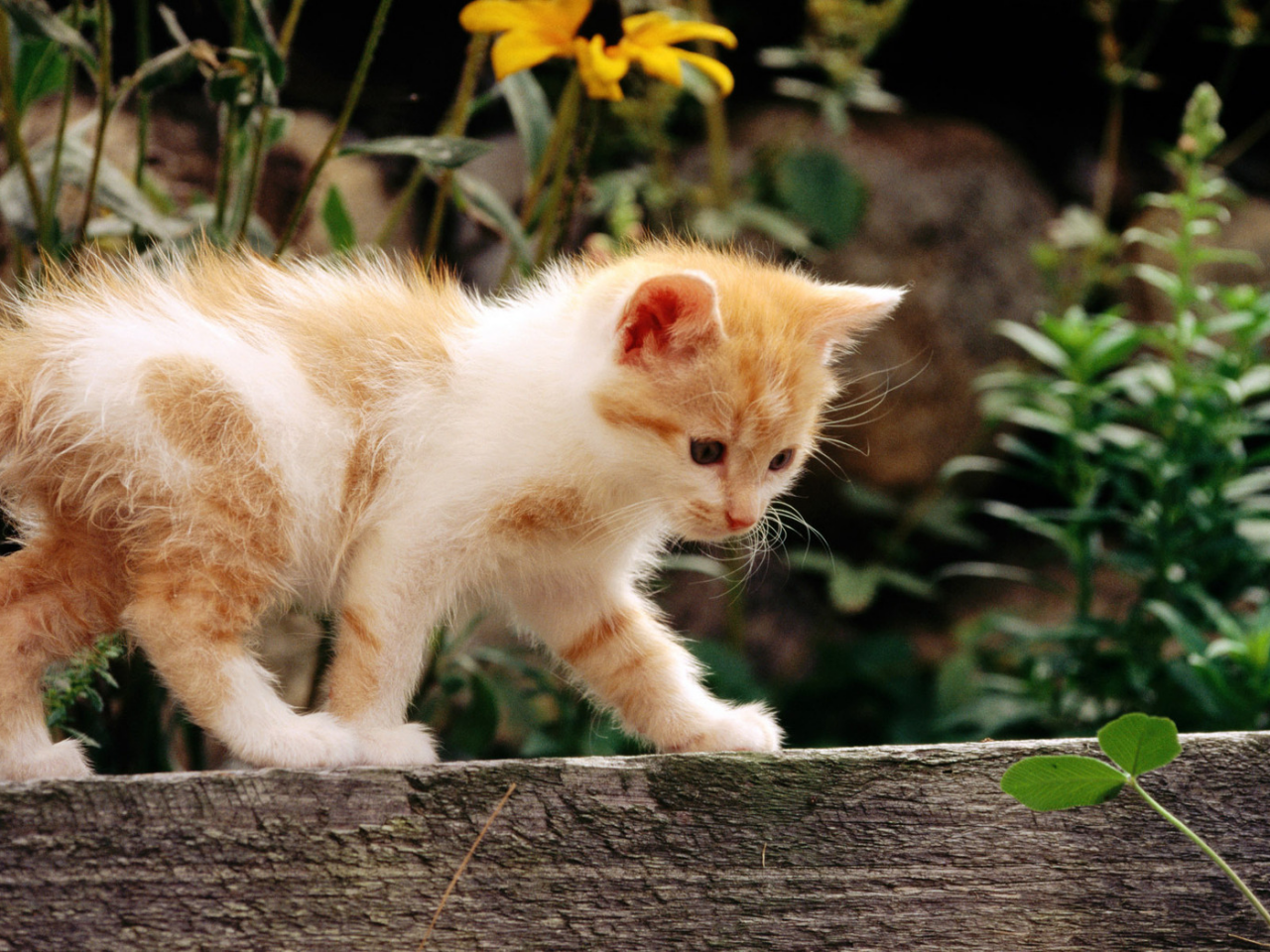 кошка, белый, кот, рыжий, котенок, cat