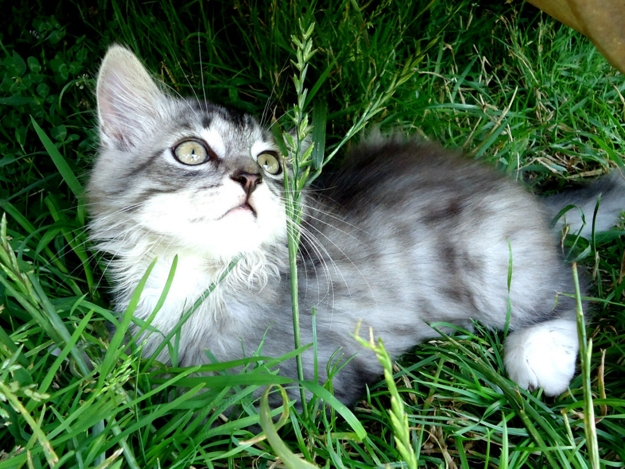 лежит, котенок, зелень, трава, серый