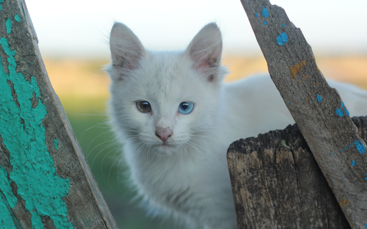 белые кошки, гетерохромия