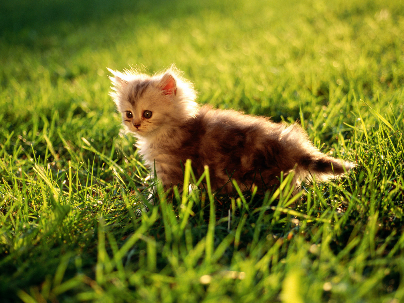 cat, трава, кошка, котенок, кот, macro