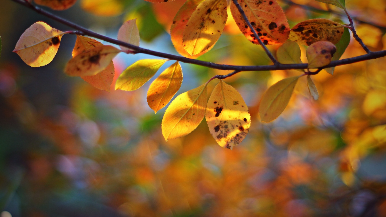 ветка, дерево, листья, осень, желтые
