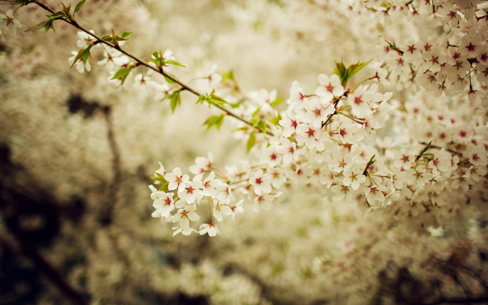 весна, сакура, природа