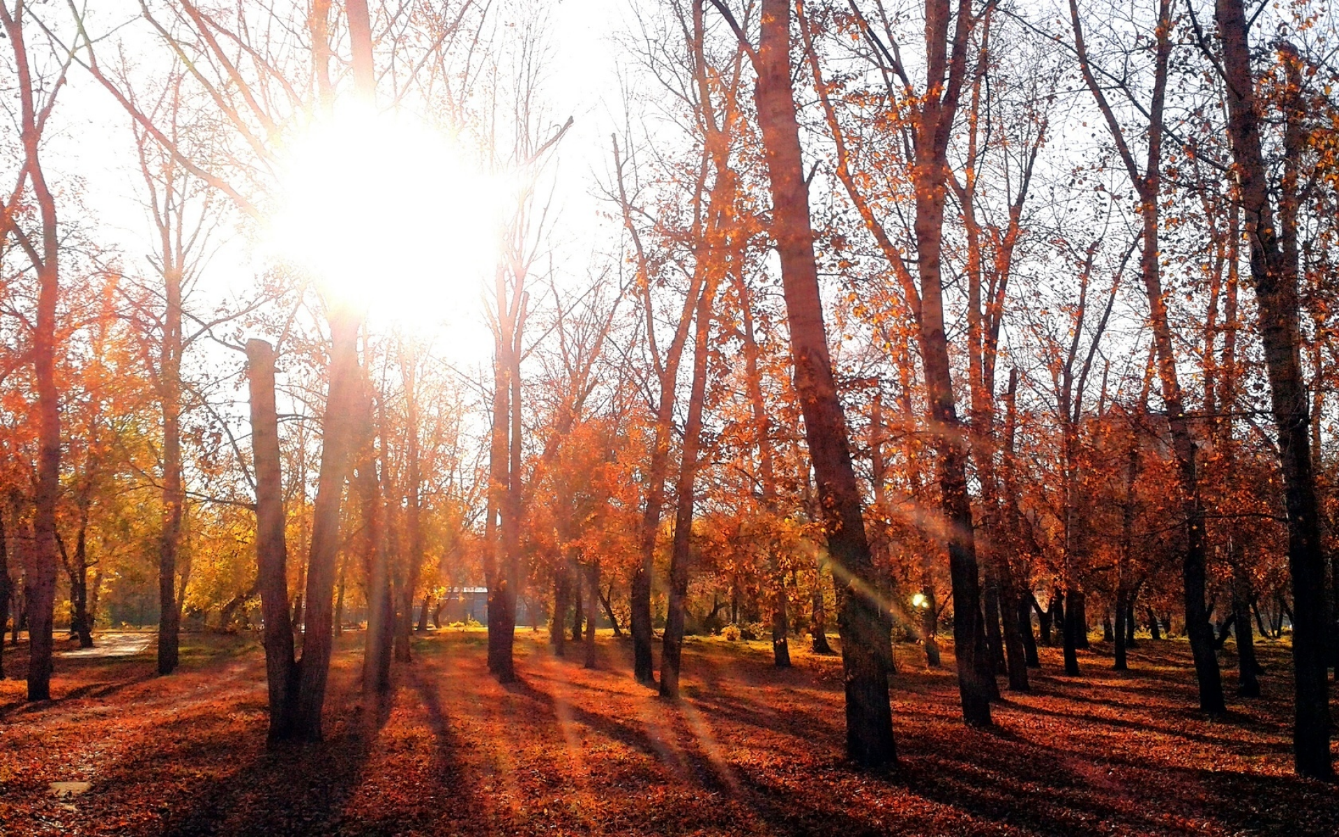 осень, омск, вечер, парк