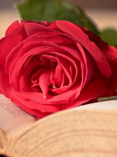 розовая, цветок, роза, книга, красная