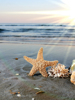 раковины, море, звезда, солнце, песок