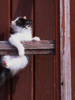 котенок, кошка, cat, кот, белый