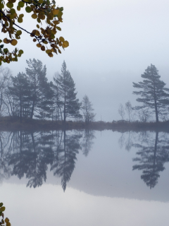пейзаж, туман, озеро, деревья