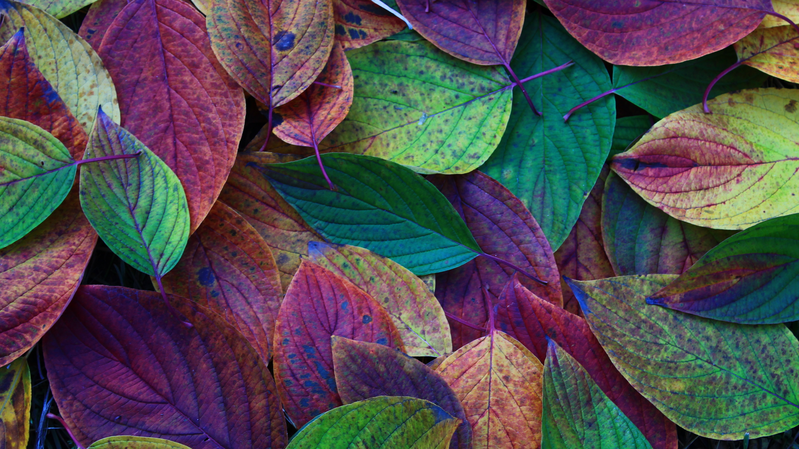 листья, жёлтые, осень, красные, зелёные