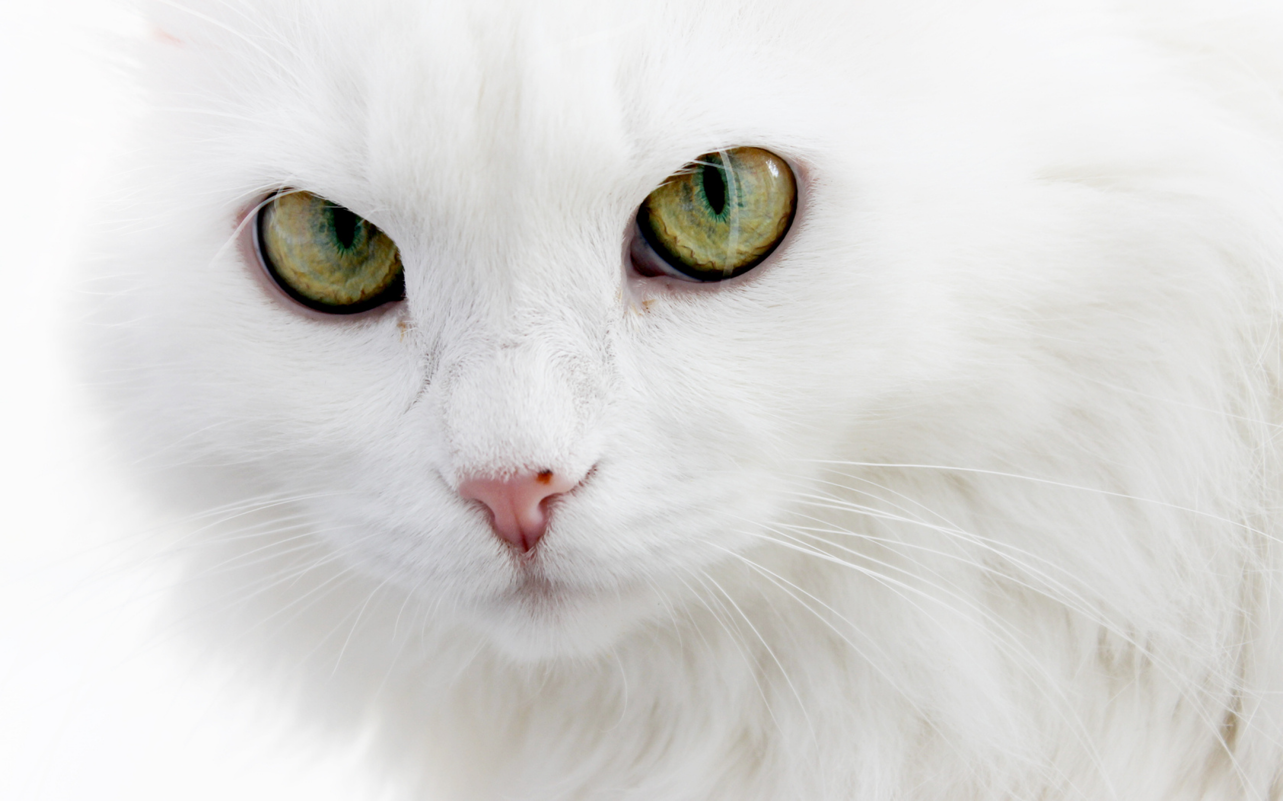 пушистый, ангорский кот, белый кот
